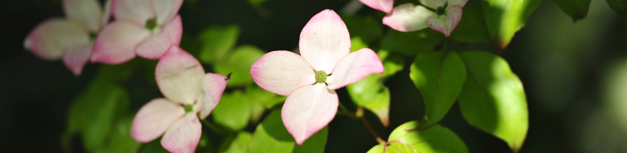 Frühling