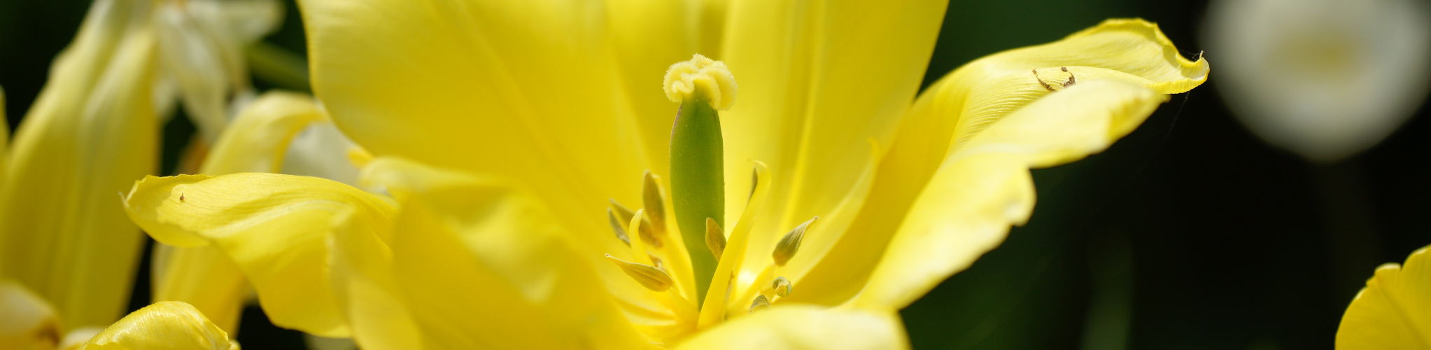 Tulpen