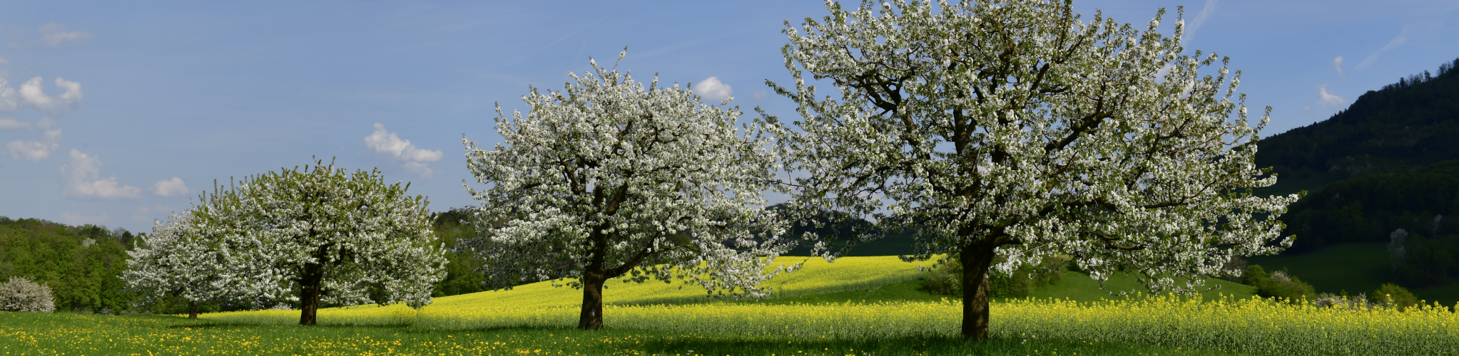 Frühling