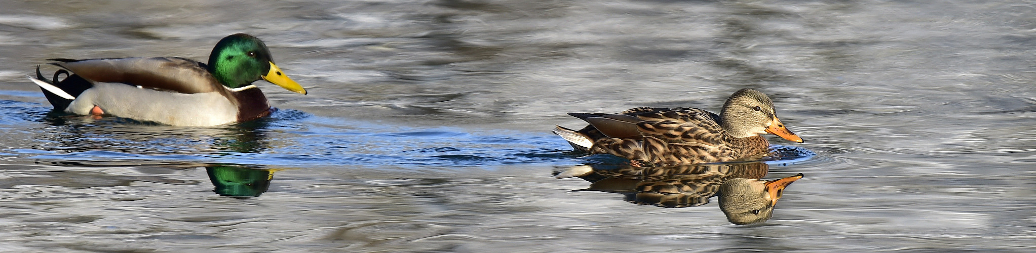 Enten