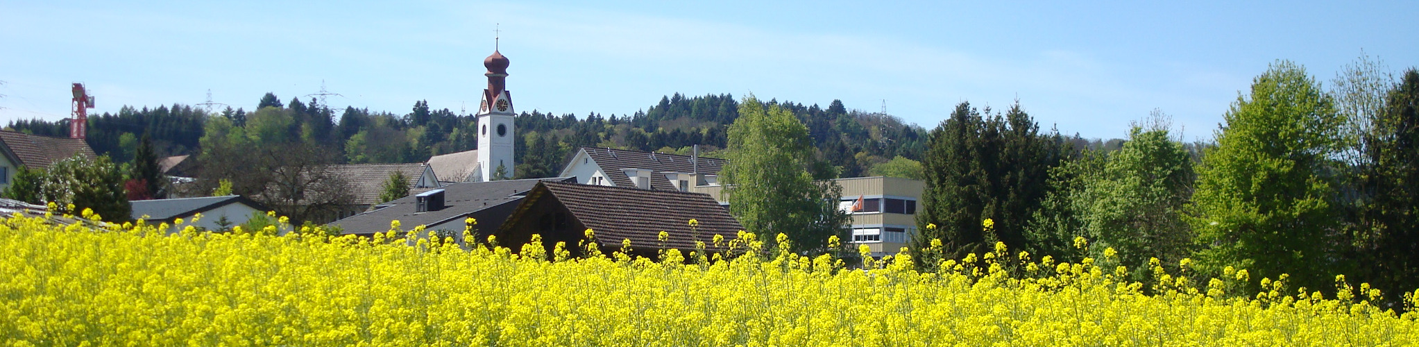 Rapsfeld