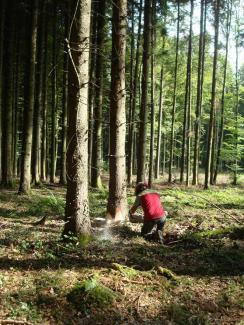 Ein kranker Baum wird gefällt.