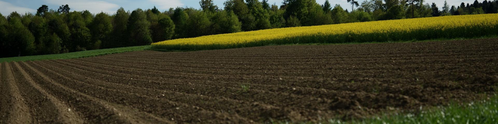 Feld