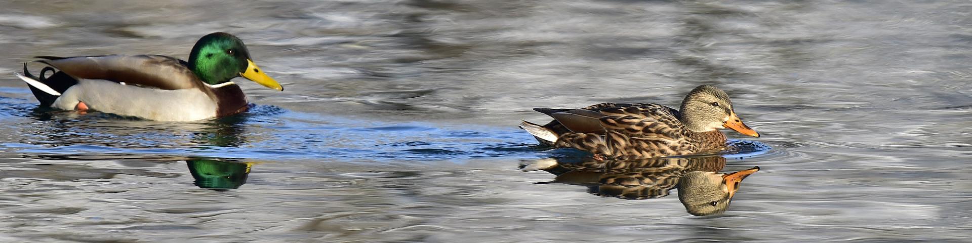 Enten
