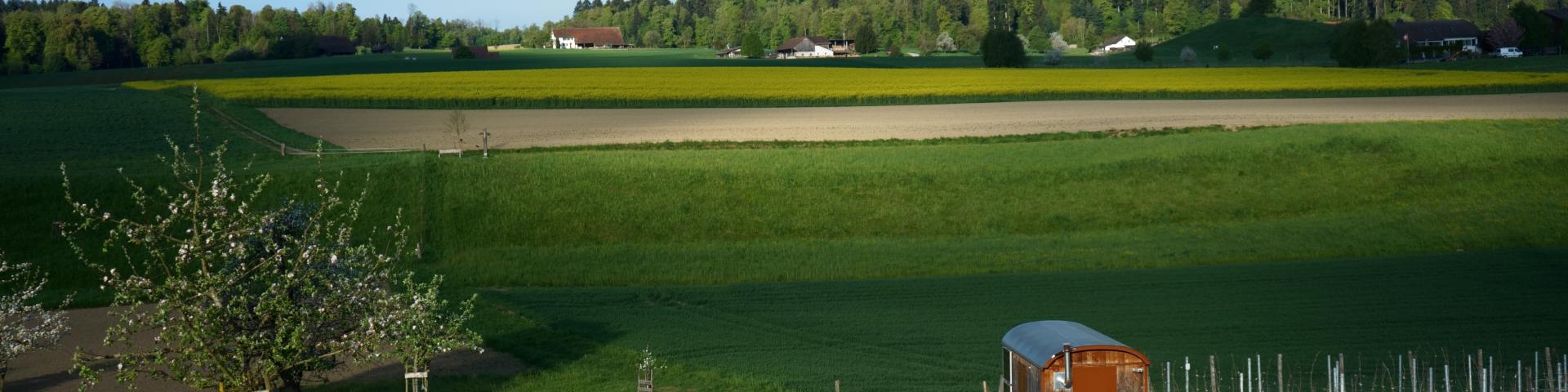 feld